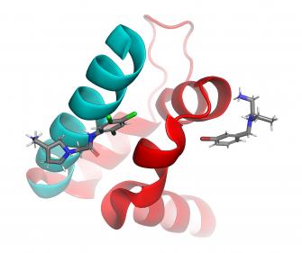 Interaction of interface inhibitors compound 8 and compound 19 within their binding pockets of the protein contact surface. 